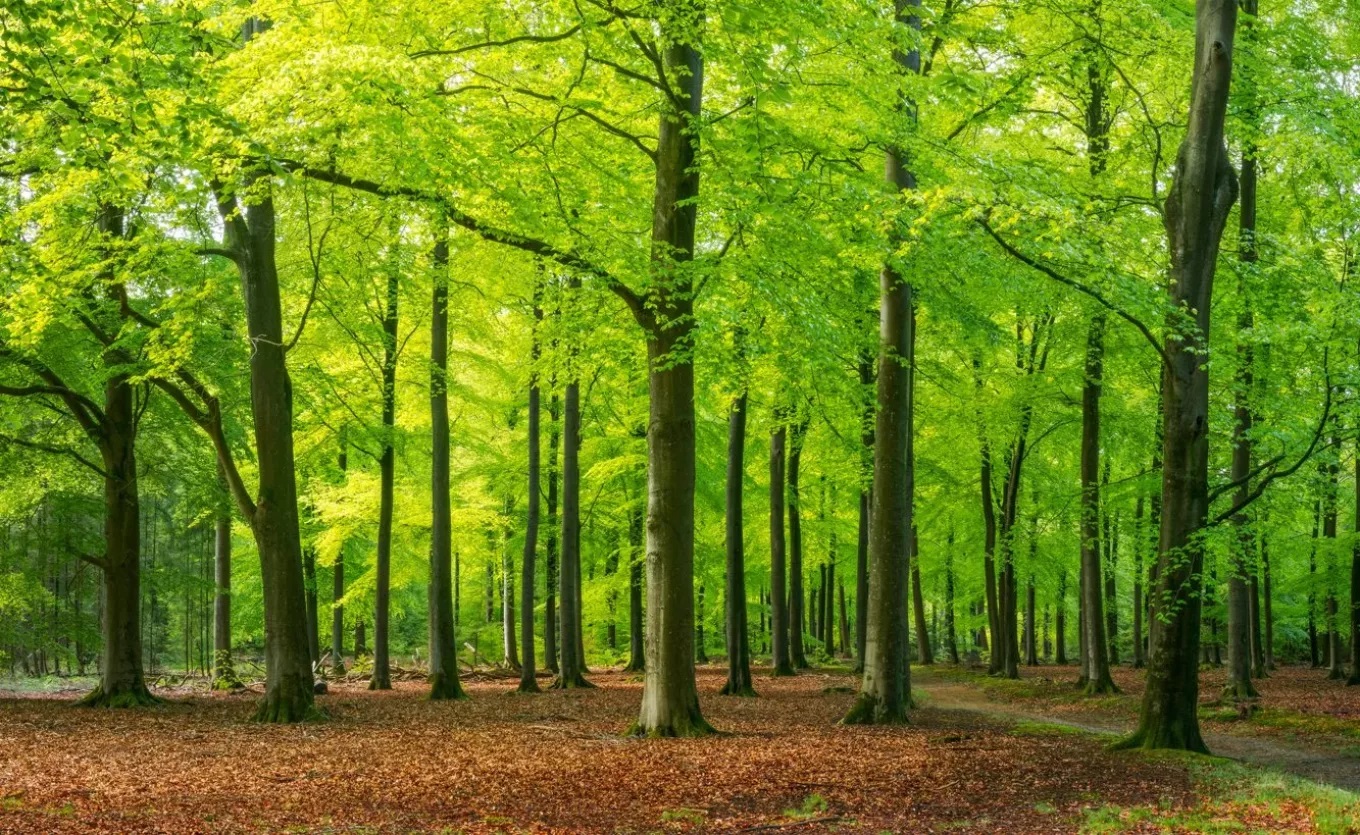 EC 380-1 Environmental Economics Spring 2025