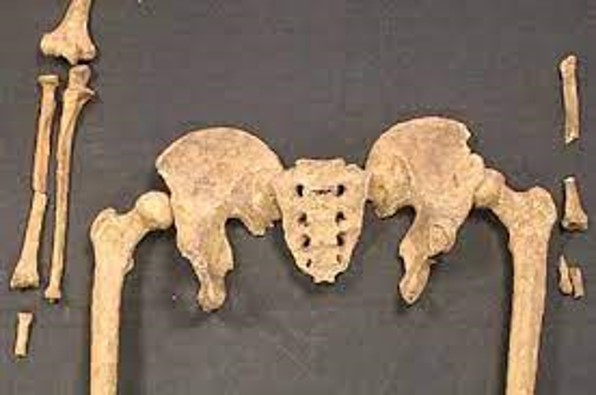 ARCH 210-1 Bioarcheology: Human Remains Fall 2025